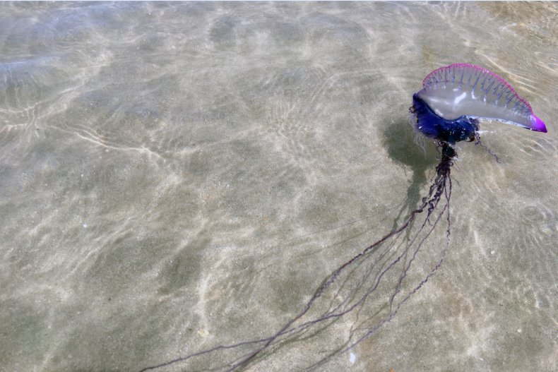 Portuguese Man O' War Floating