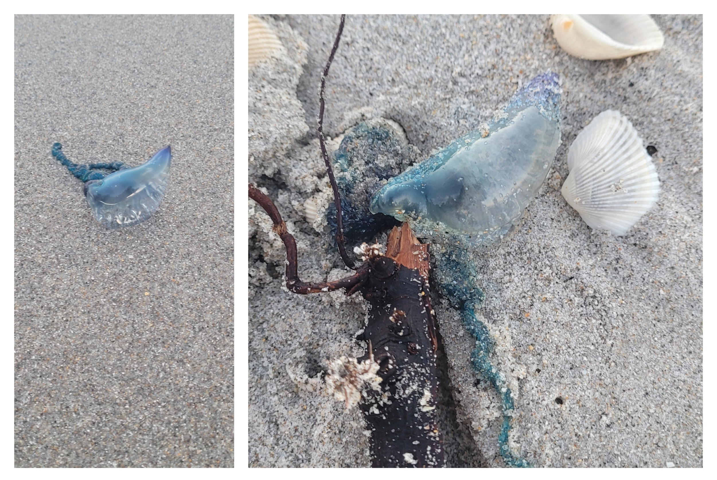 man o war on beach