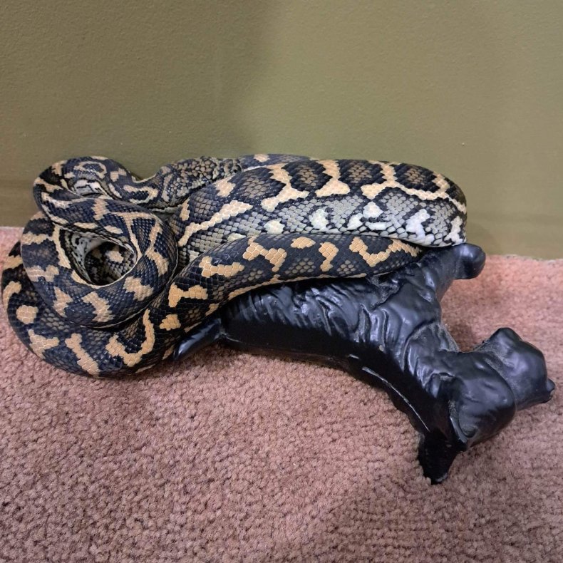 A coastal carpet python snake.
