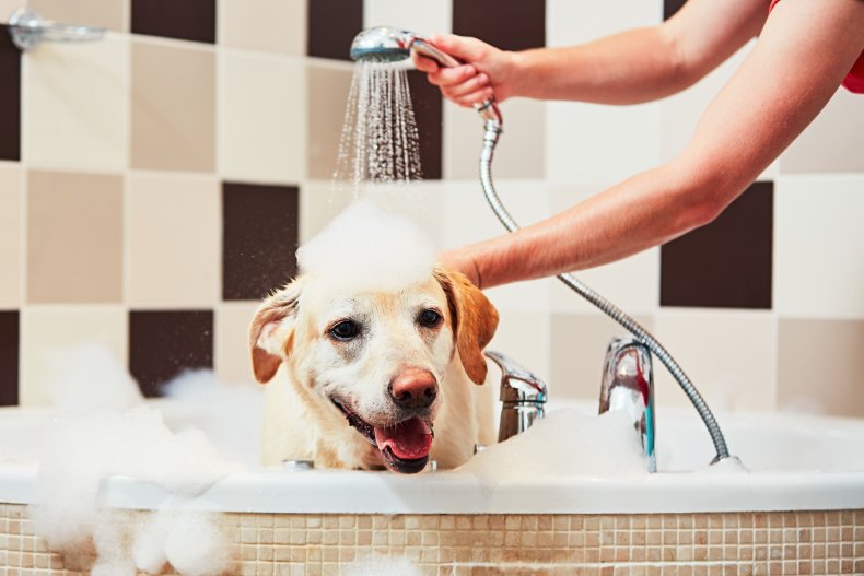 Dog in bath 