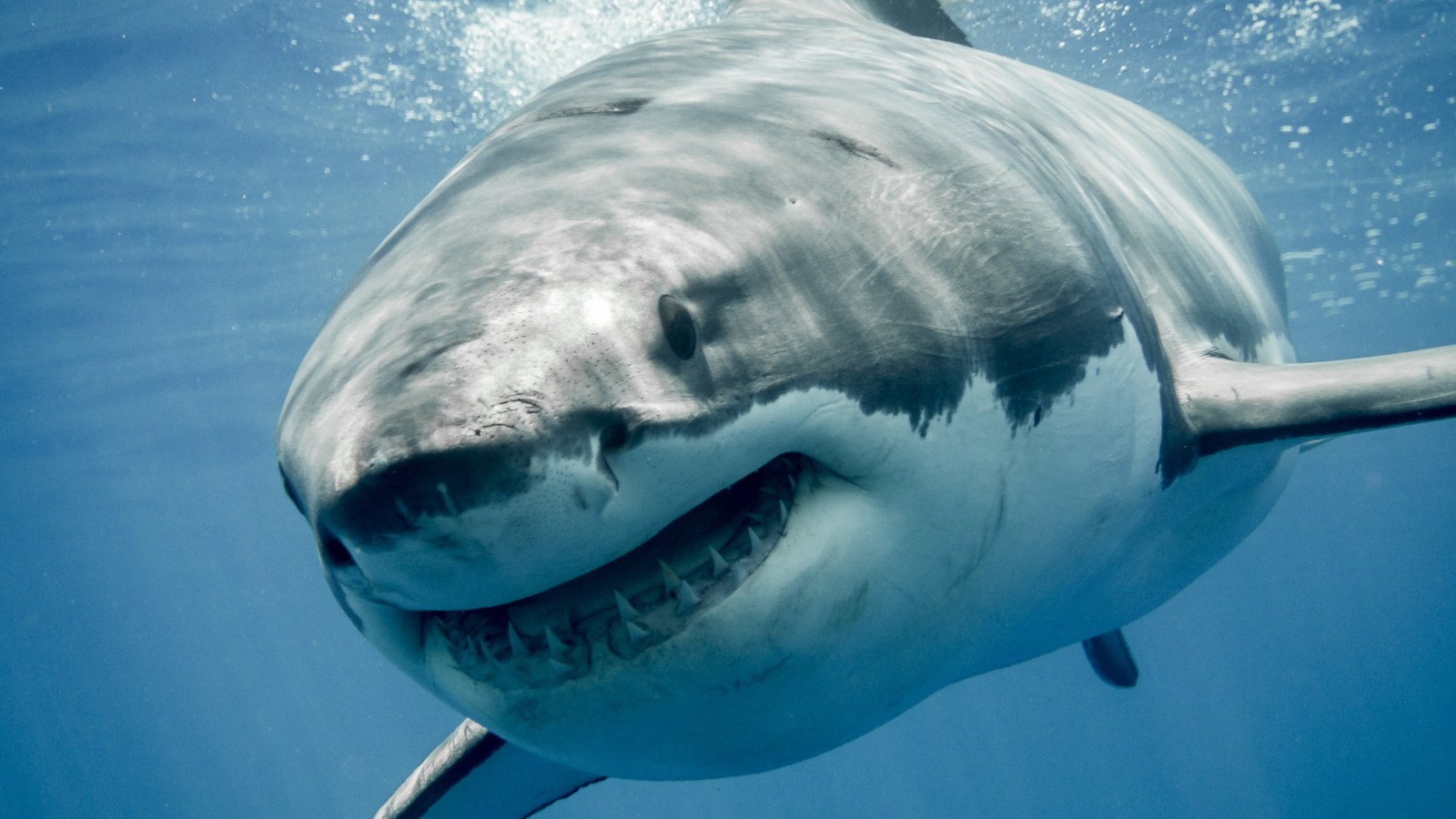 Jekyll the Great White Shark Tracked off Myrtle Beach