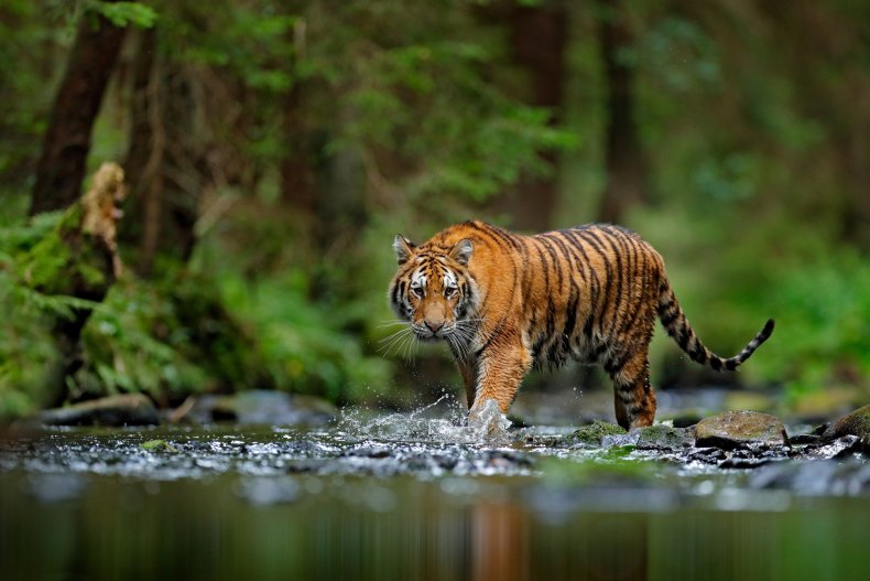 tiger walking in jungle