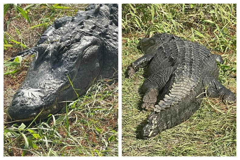 alligator napping
