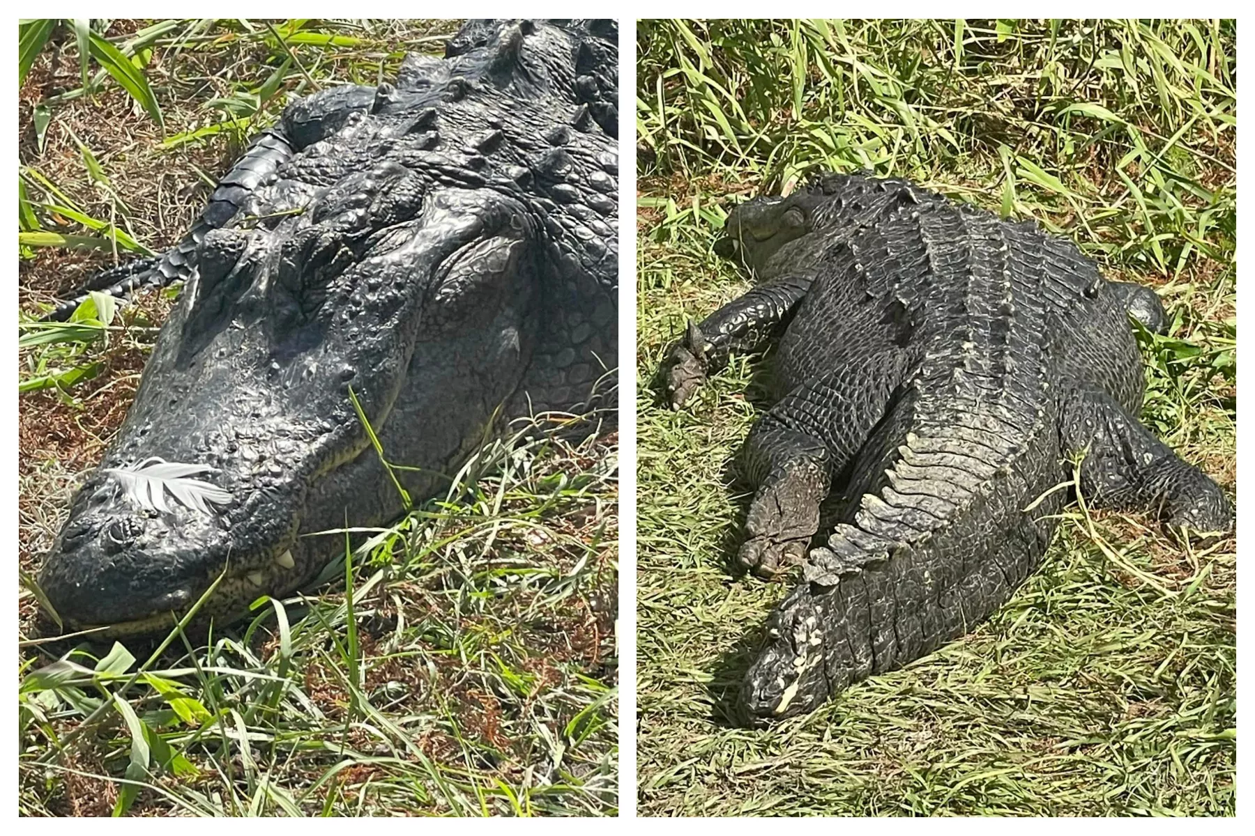 Happy Alligator in 'Food Coma' with Feather on Snout Delights Onlookers - Vimarsana News