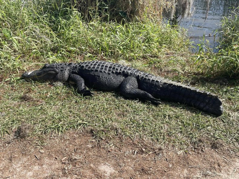 alligator sleeping tail