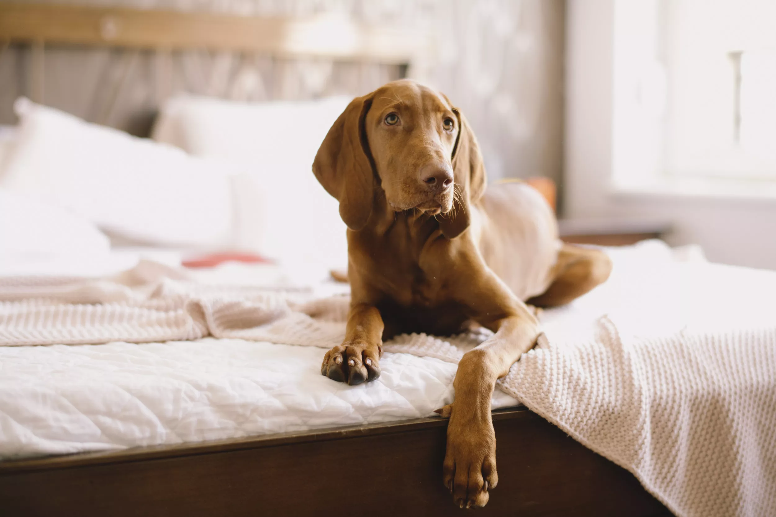 Dog Has Very Unimpressed Look When Owner Isn't in Bed by 9 p.m.: 'Dramatic' - Vimarsana News