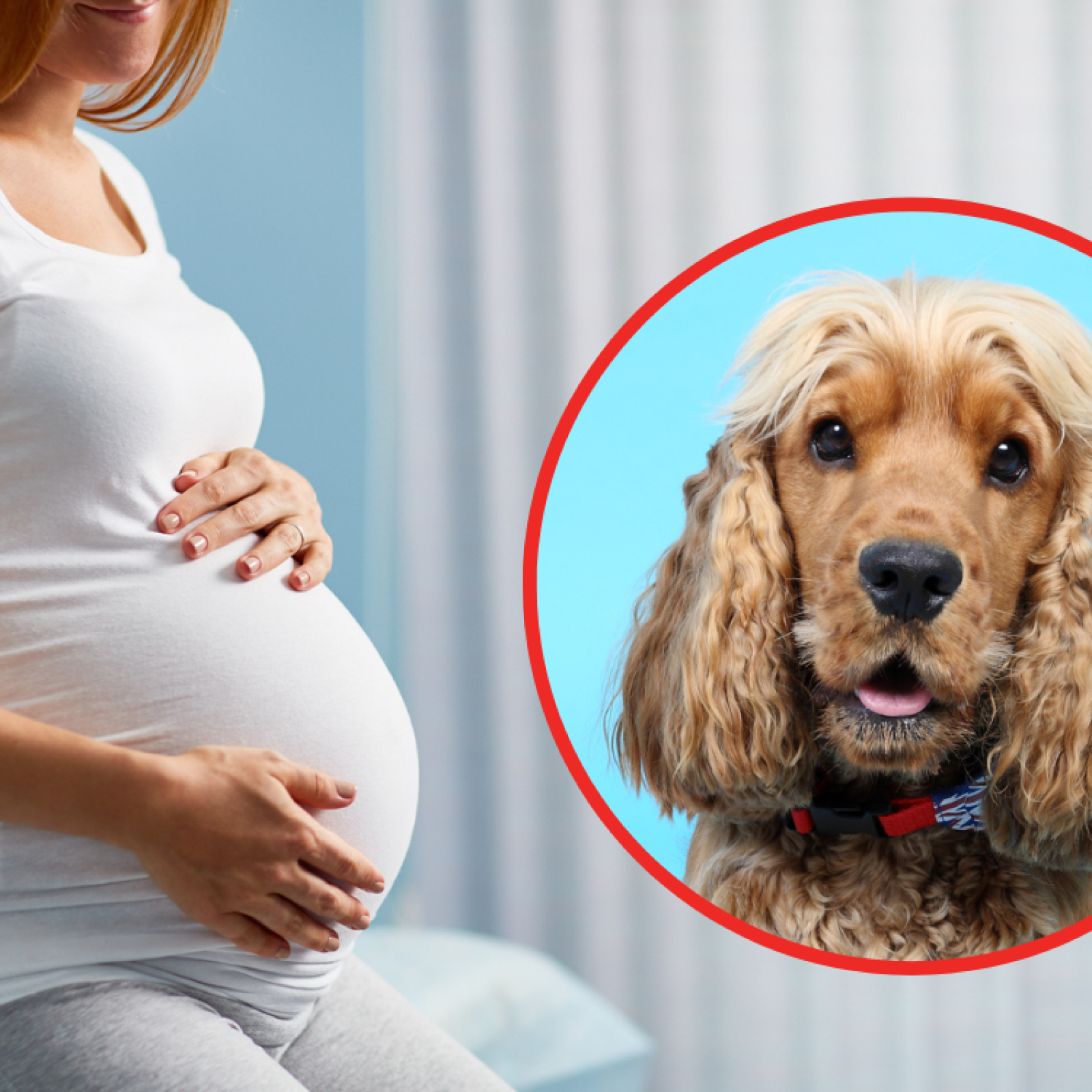 Cocker Spaniel Reacts to Pregnant Owner's Baby Bump Moving in Sweet Video