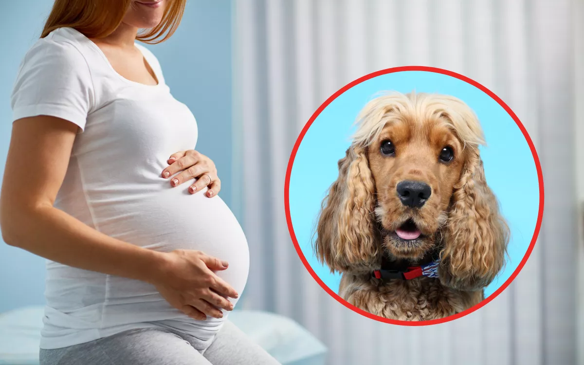 Cocker Spaniel Reacts to Pregnant Owner's Baby Bump Moving in Sweet Video - Vimarsana News