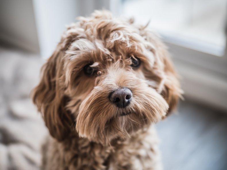 A close-up stock photo of a Cockapoo