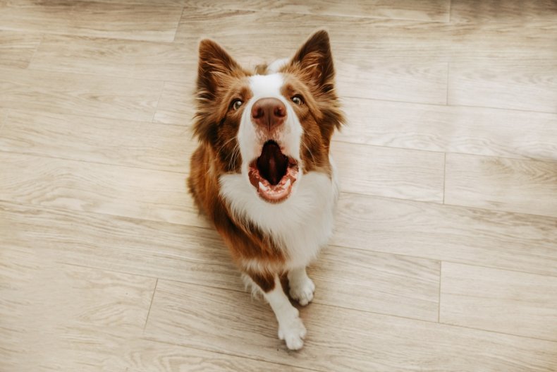 Owner Copies Border Collie Barking