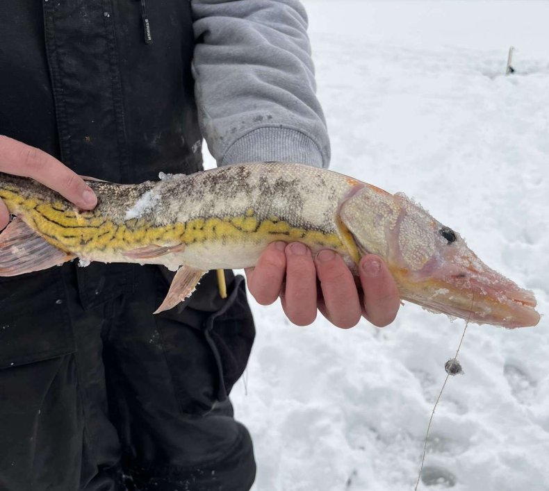Leucistic Chain Pickerel