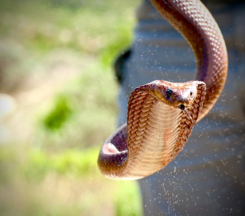 Cape Cobra