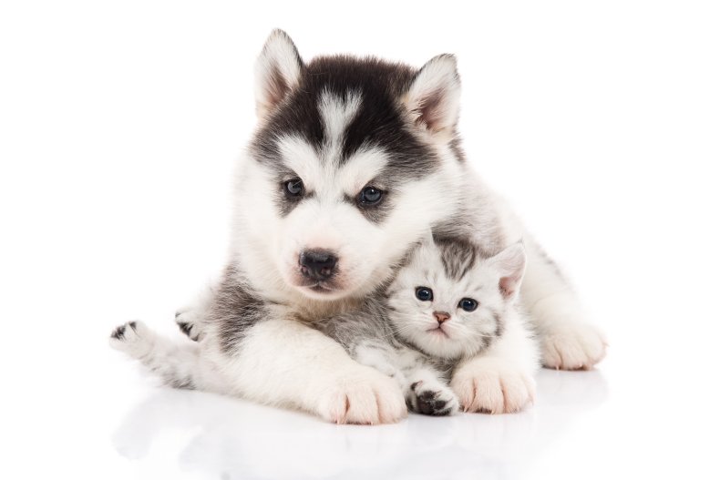 Husky and a kitten