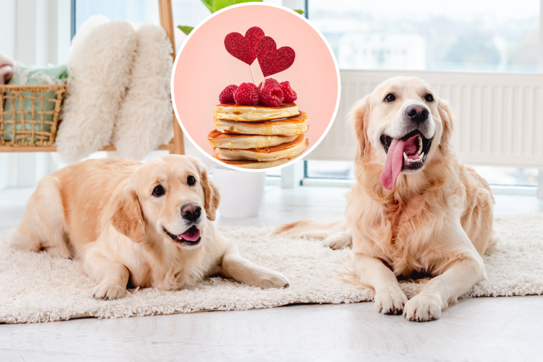 dog making pancakes melt hearts