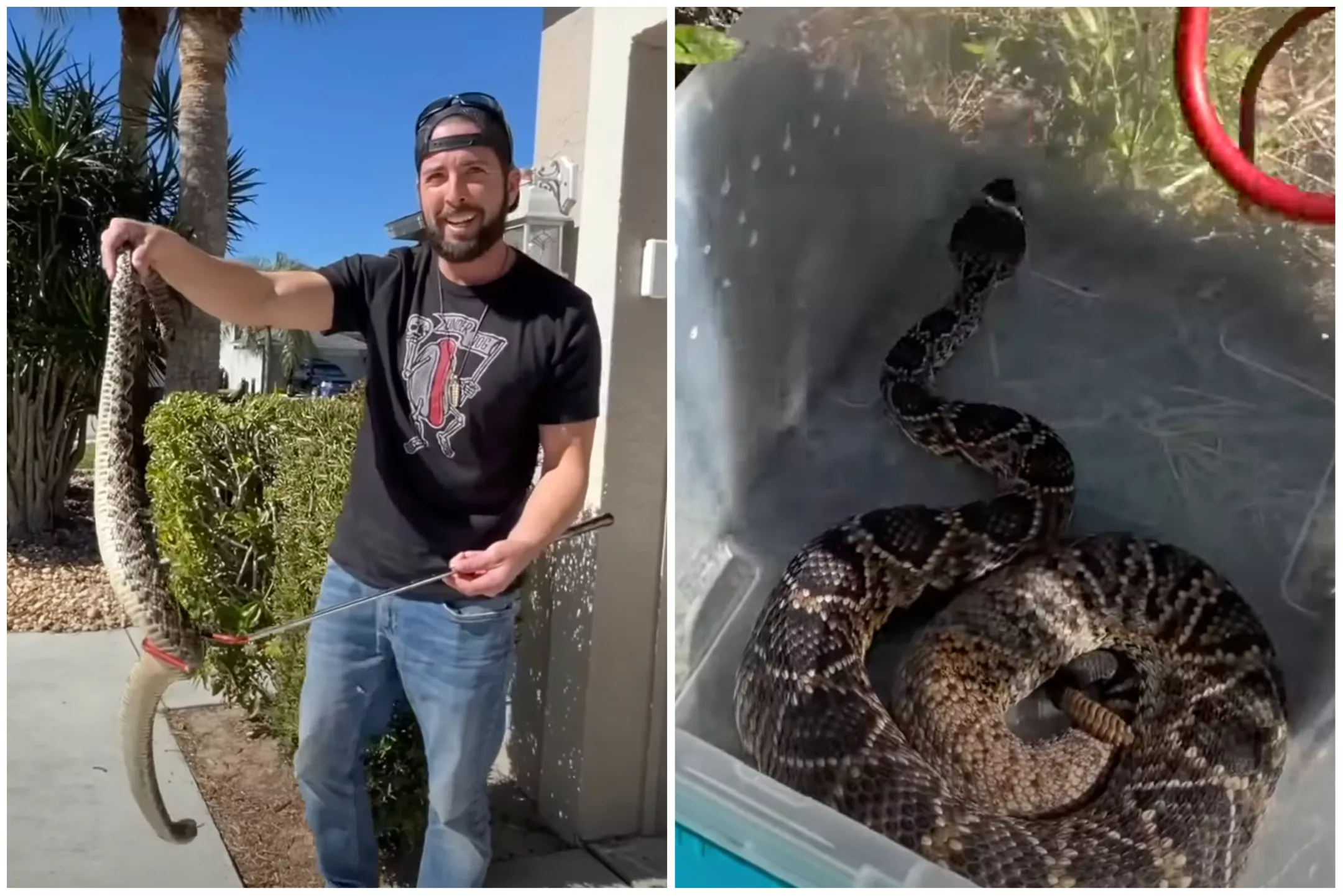 Two Giant Rattlesnakes Caught in Florida at Cop's Home - Vimarsana News