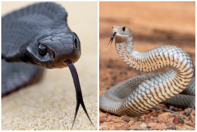 Red-bellied black snake and eastern brown snake