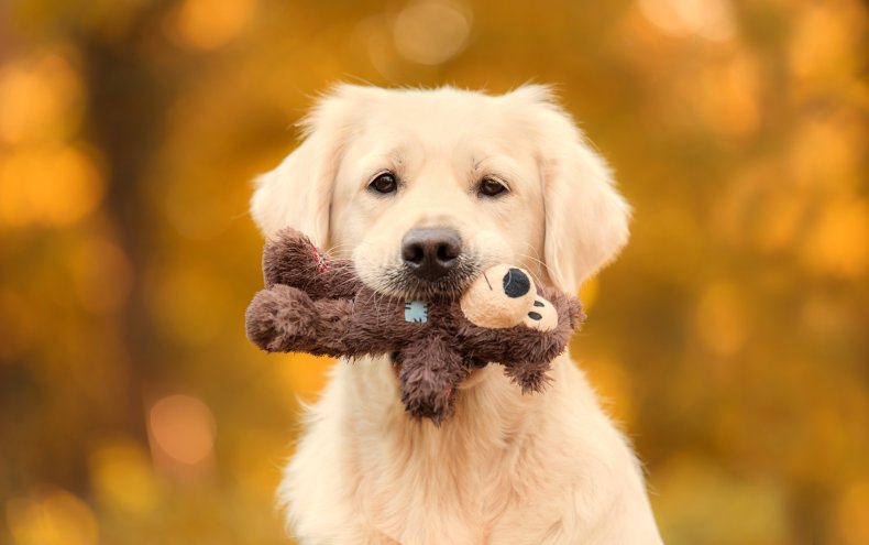 Golden Retriever with toy 