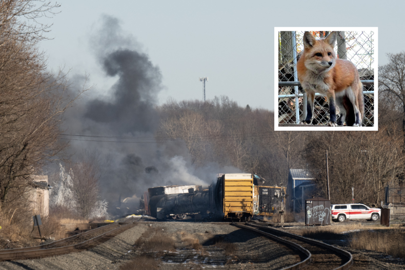 Ohio Train Derailment Chemical Spill Harms Wildlife