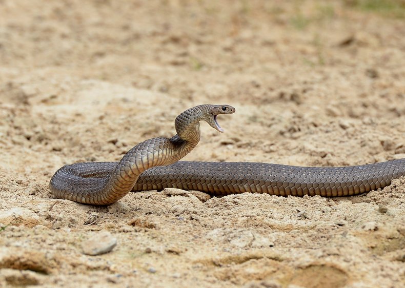 venomous snake spotted in boot