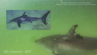 Great white shark with injured dorsal fin Great white shark with injured dorsal fin