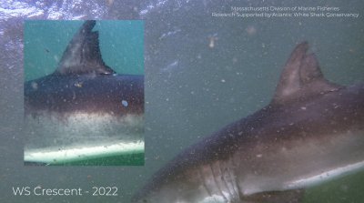 Great white shark self healing Great white shark self healing