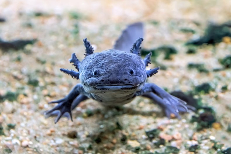 Axolotyl