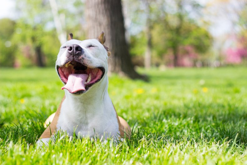 Pitbull smiling on grass