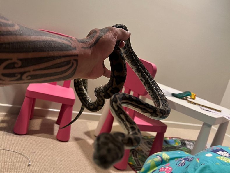 Carpet python in child's bedroom