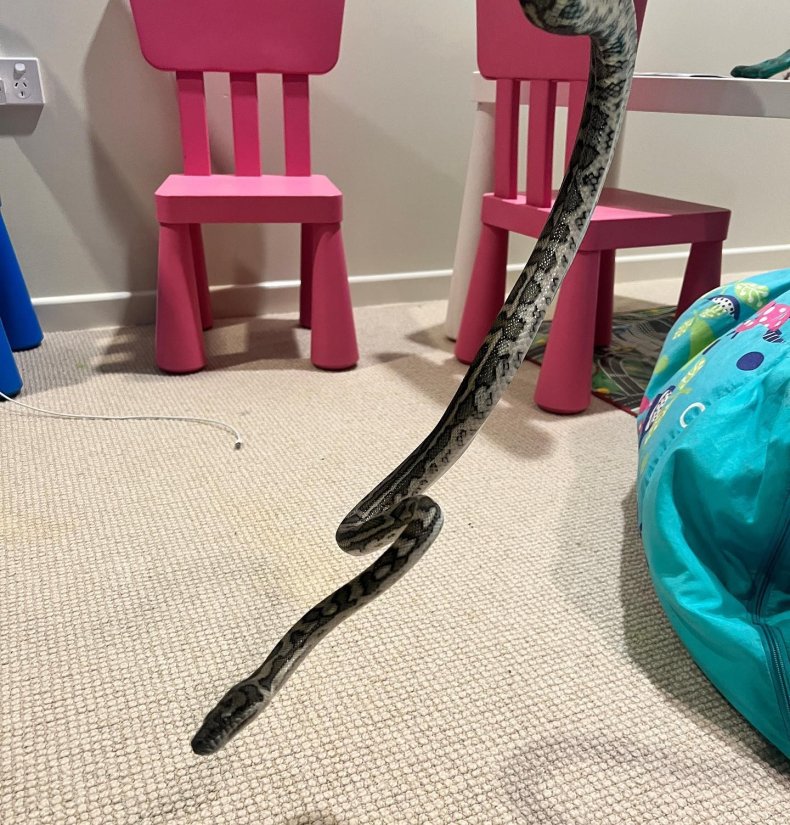 Snake in child's bedroom