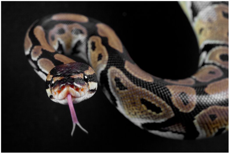 Stock image of a python