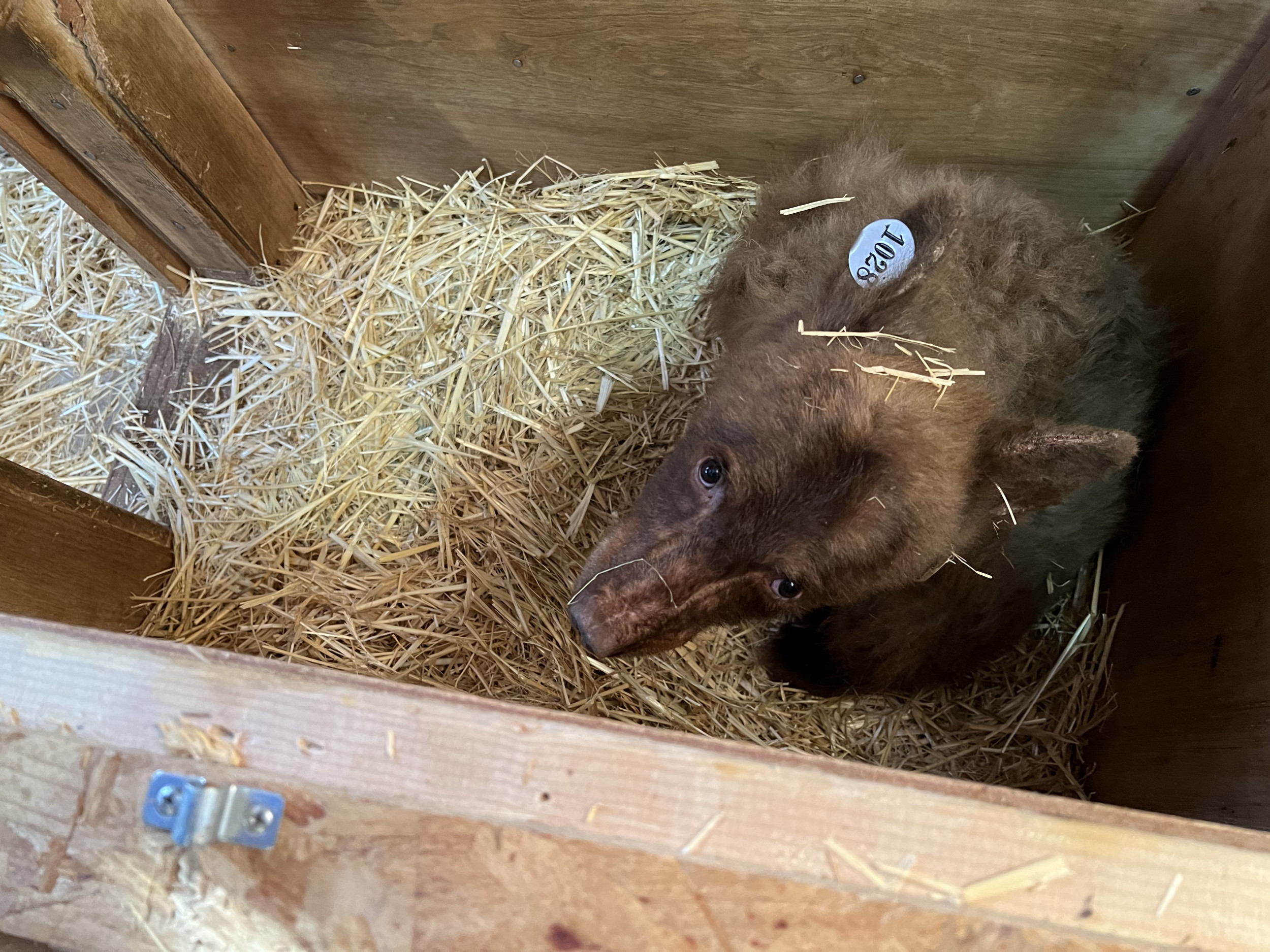 Orphaned Baby Bear Lost in Lake Tahoe After Facility Escape - Newsweek