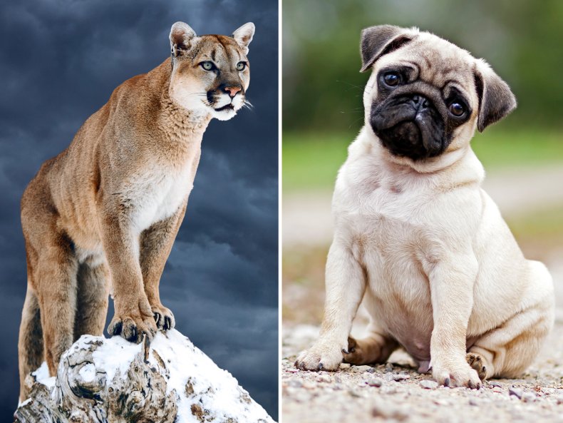 Composite Photo, Cougar and a Pug Dog
