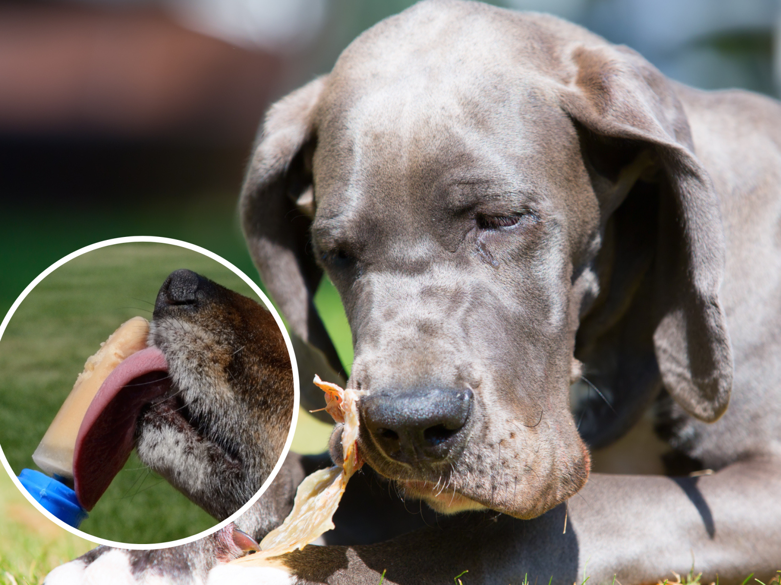Great dane top puppy not eating