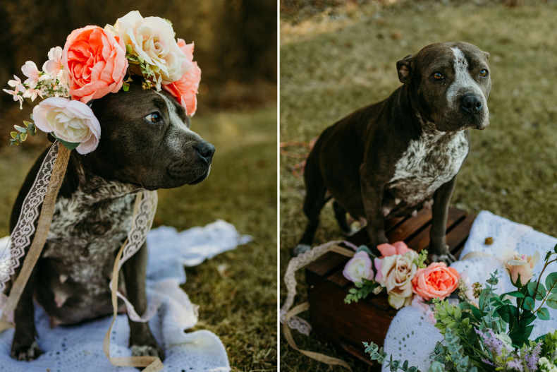 Maternity Shoot For The Pregnant Rescue Dog
