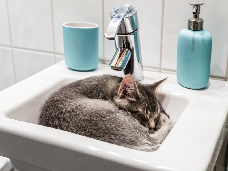 Cat in sink 