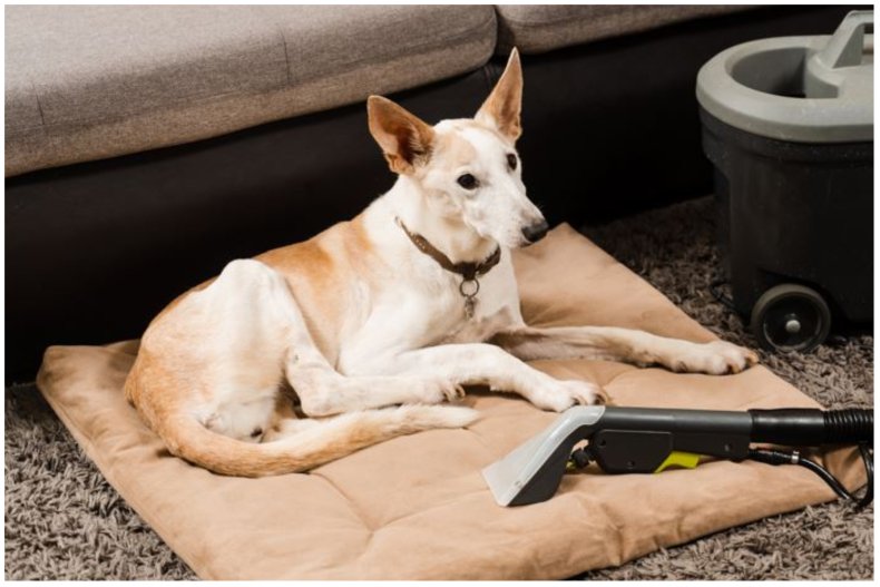 image of a dog and a vacuum