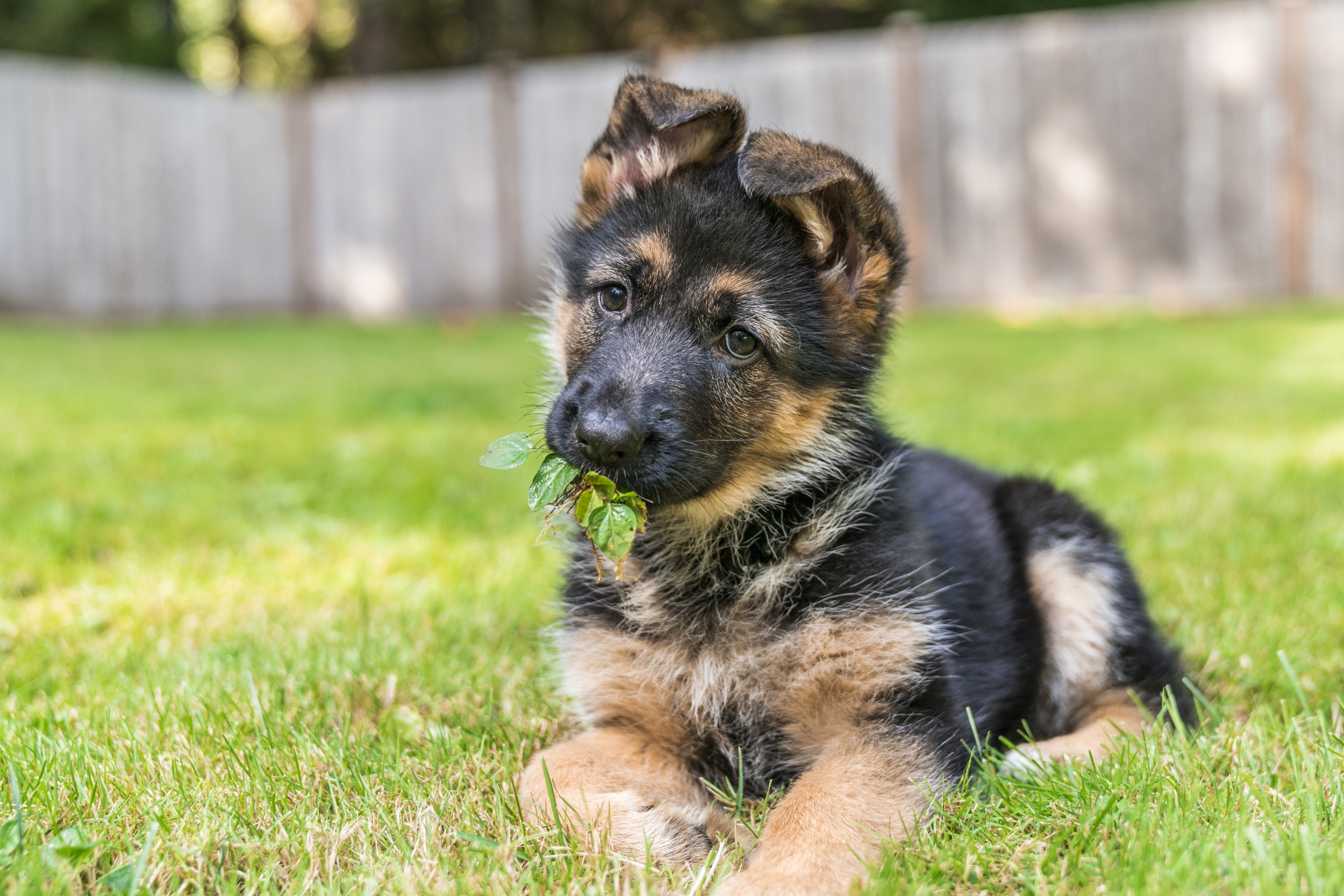 Giant Schnauzer vs. German Shepherd A Comprehensive Breed Comparison