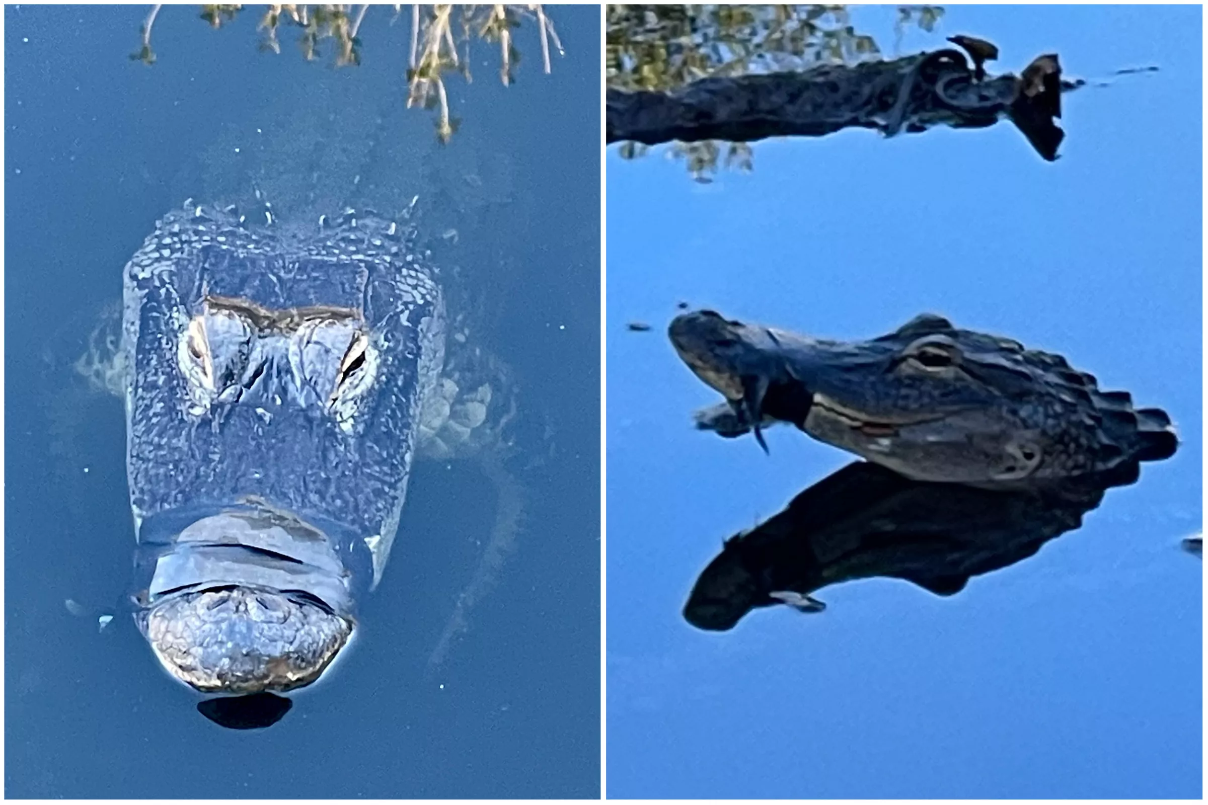 Things Are Looking Up for the Florida Alligator With Its Snout Taped Shut - Vimarsana News
