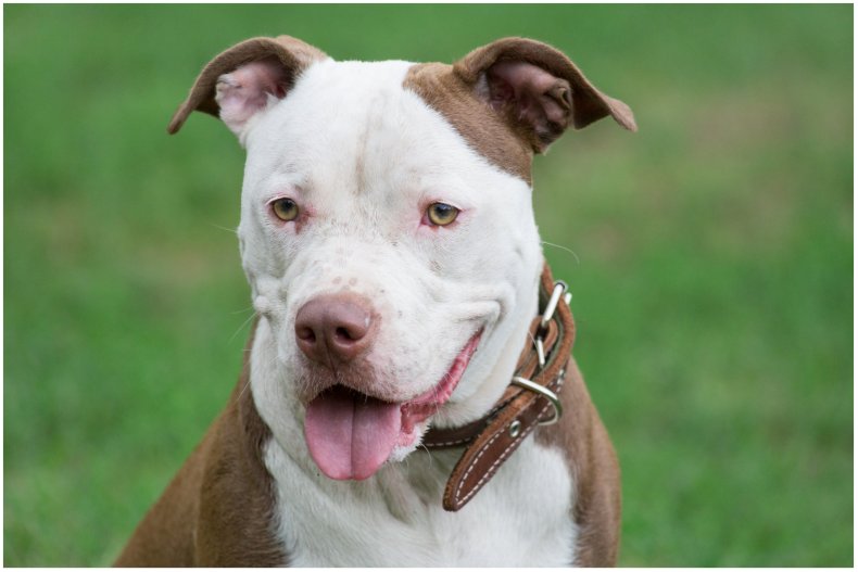 Stock image of a dog