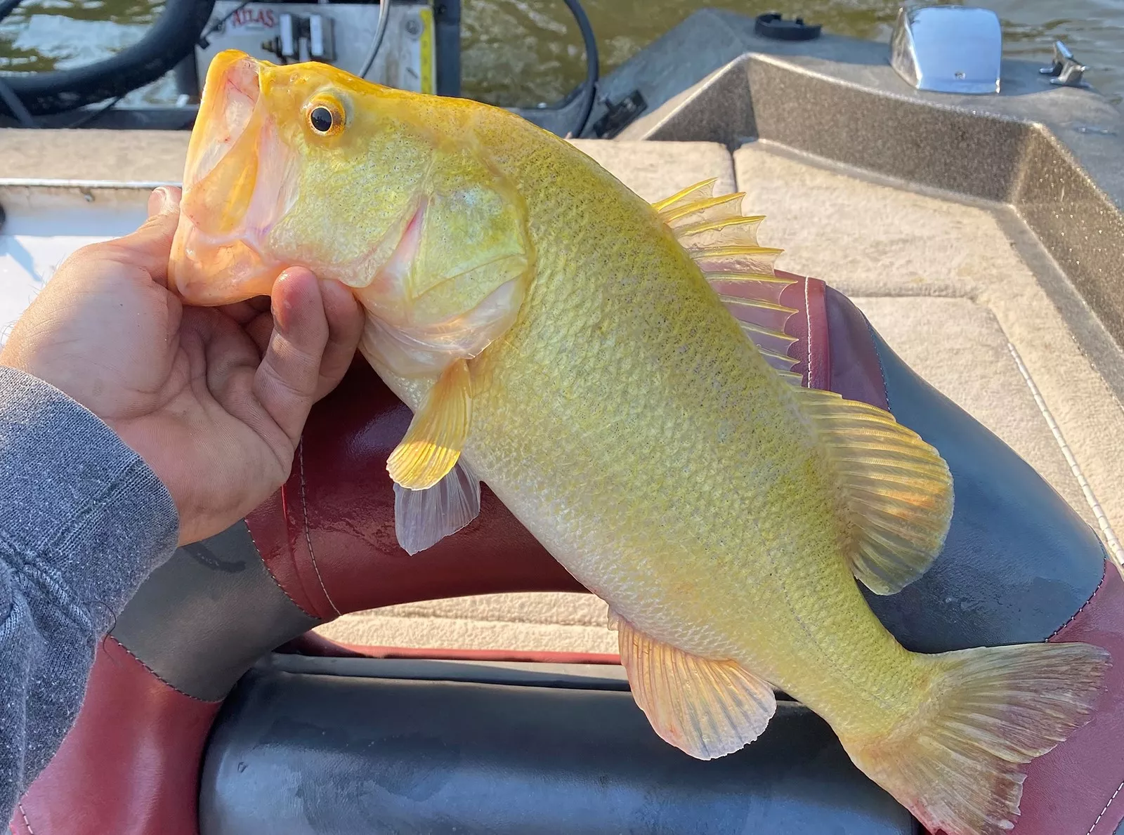 Extremely Rare Fish With Mutation Caught in Virginia, Returned to River