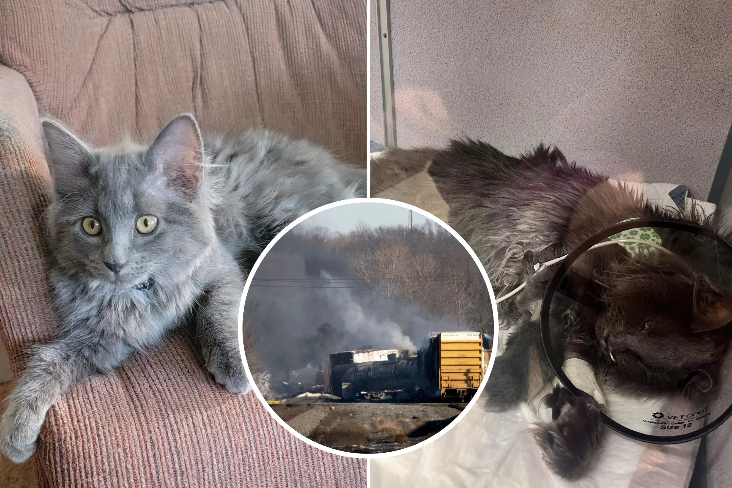 Cat Suffering 'Respiratory Distress' Euthanized After Ohio Train Derailment - Vimarsana News