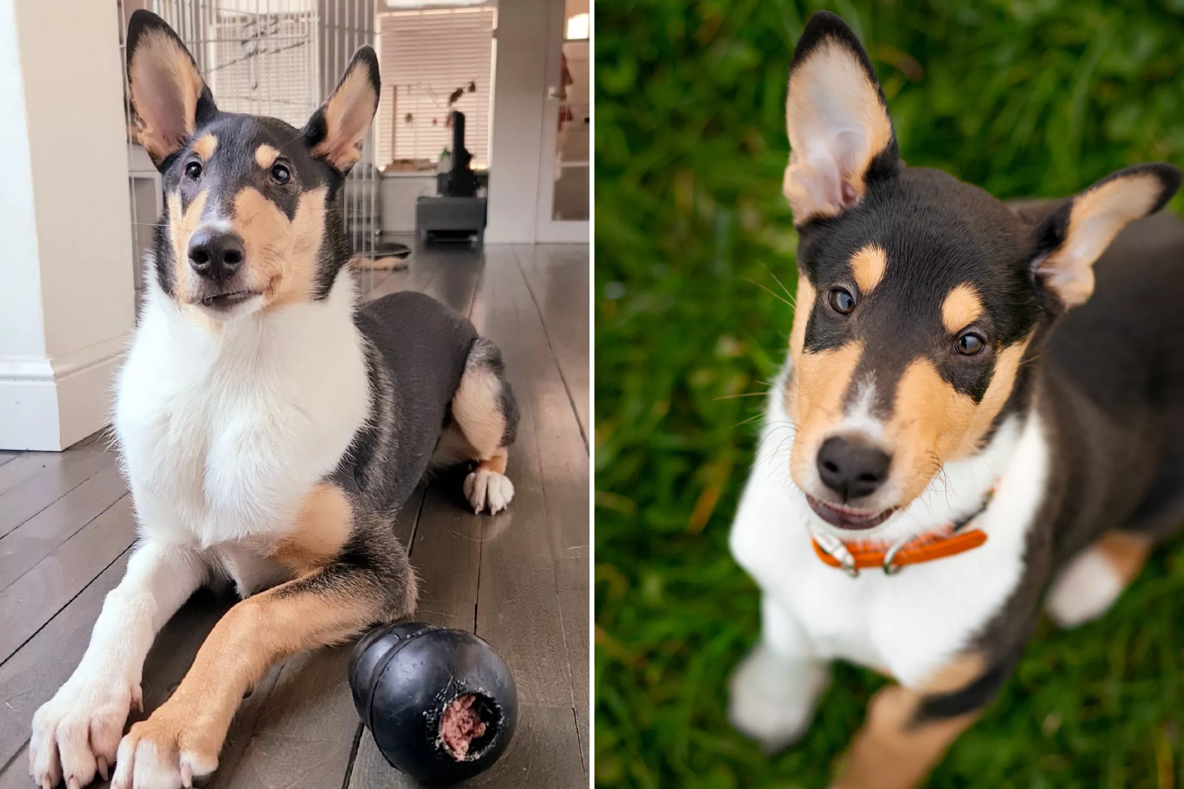 Hearts Melt as Puppy With Facial Paralysis Appears To Have Permanent Smile - Vimarsana News