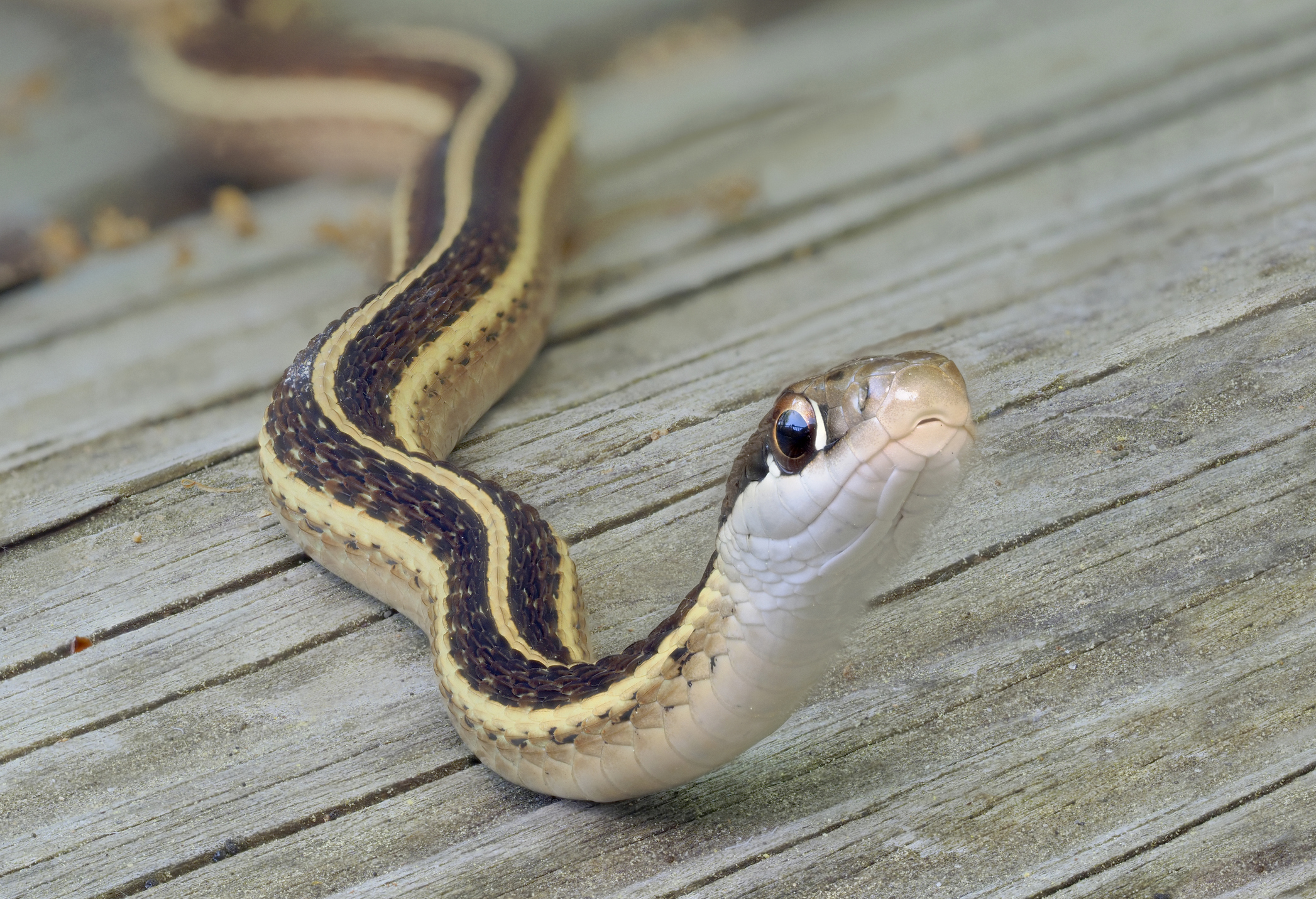 16 foot long python surprises a family in their own kitchen