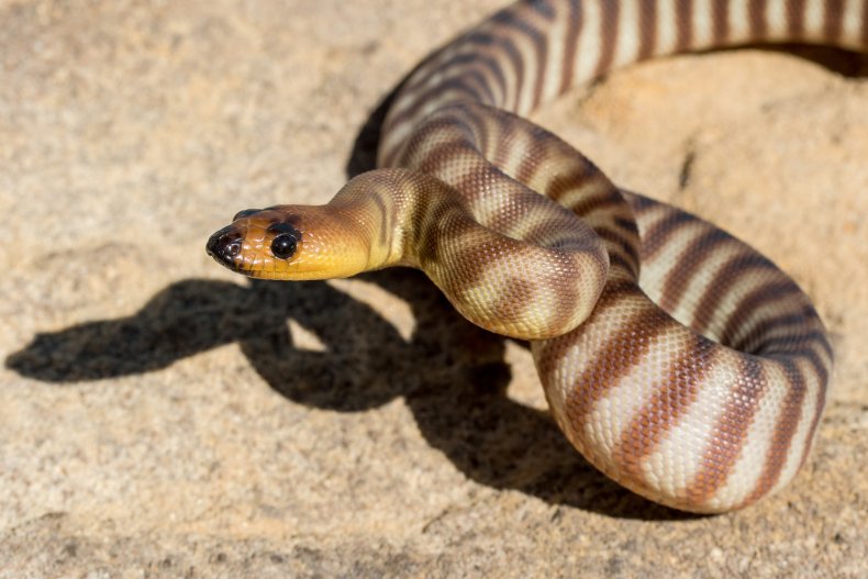 Woma python