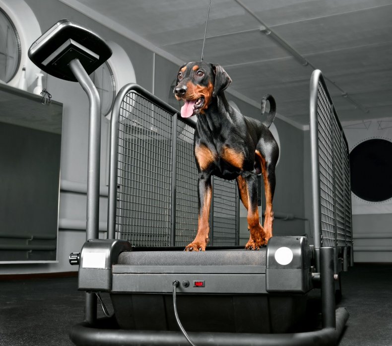 Dog Enjoys Exercise On Treadmill