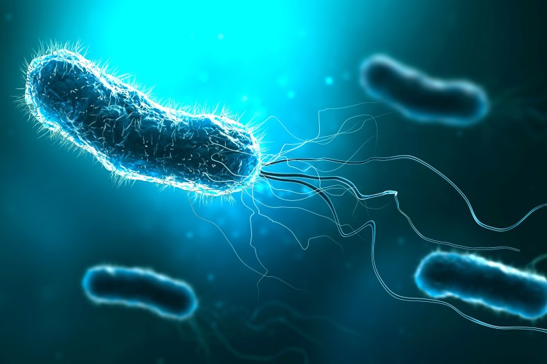 An artist's illustration of bacteria