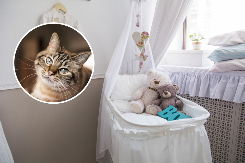 cat resting in baby crib delights viewers