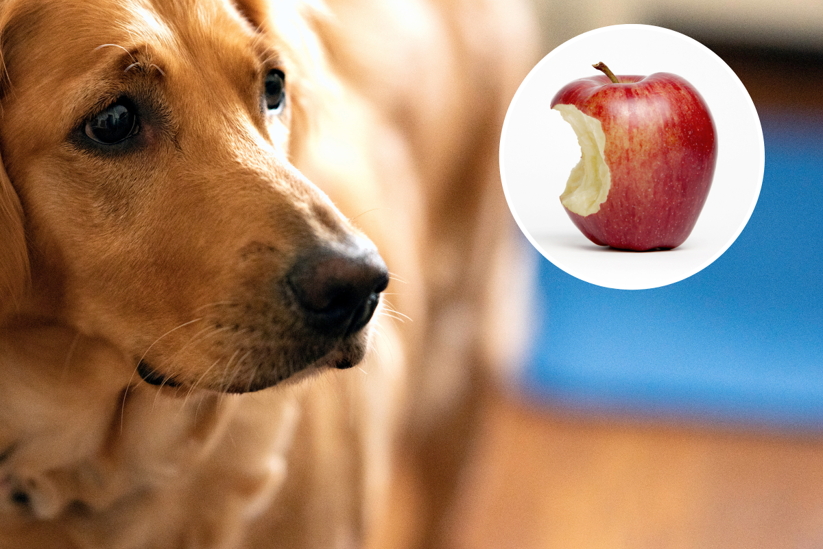 https://d.newsweek.com/en/full/2196084/dog-distracted-apple-crunch-melts-hearts.png?w=1200&f=5c2386312696d9cd8d6570c5f92bc42b