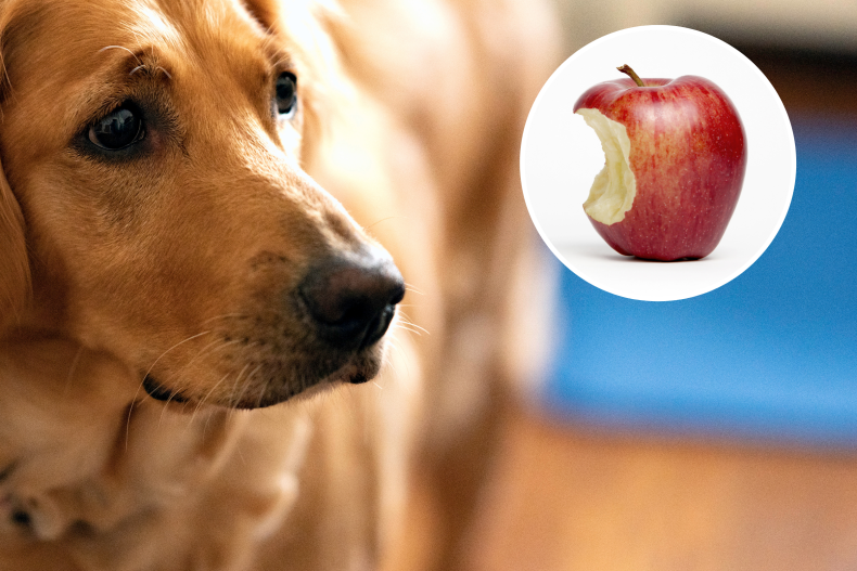 dog distracted by apple crunch melts hearts