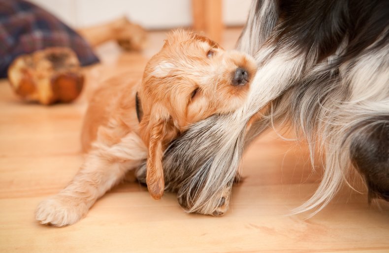 Puppy chewing on dogs tail
